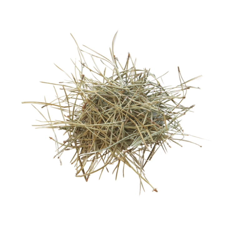 Pine Needle